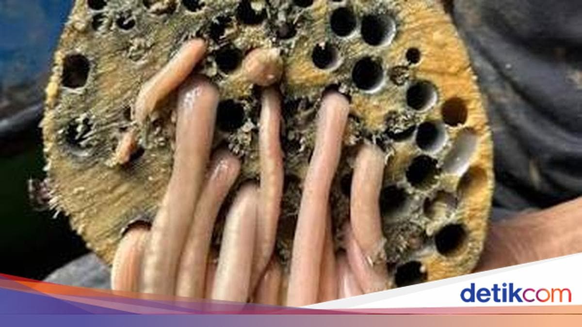 5 Fakta Tembiluk, Hewan Berbentuk Cacing yang Ternyata Jenis Kerang